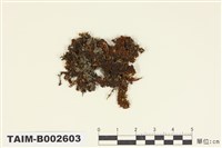 藏品(叢苔科)的圖片